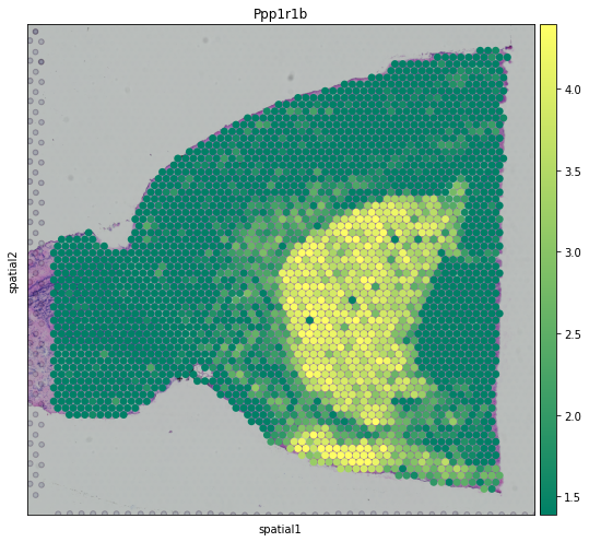 ../_images/tutorials_10x_Visium_mouse_brain_31_0.png
